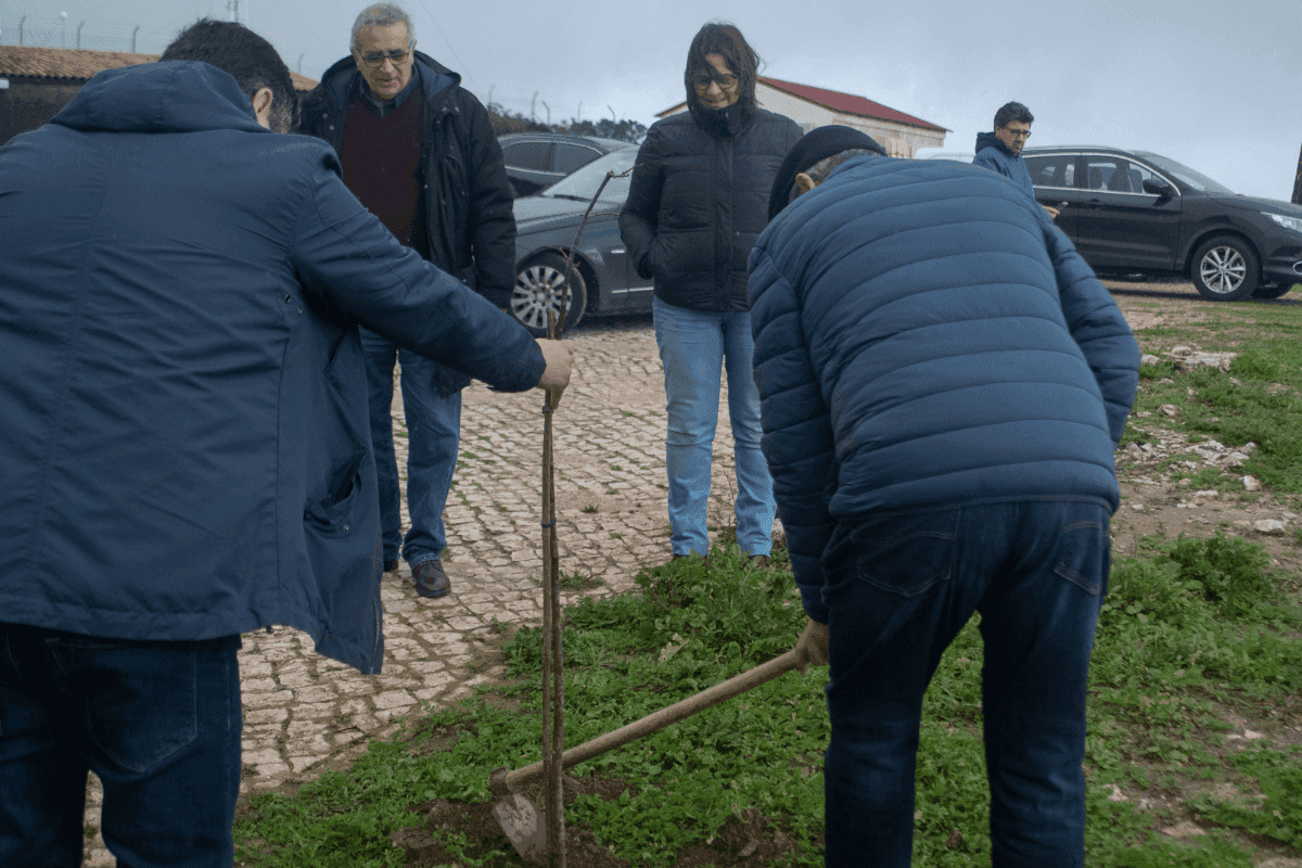 Plantacao-Nossa-Senhora-Neves-Cadaval-21.png